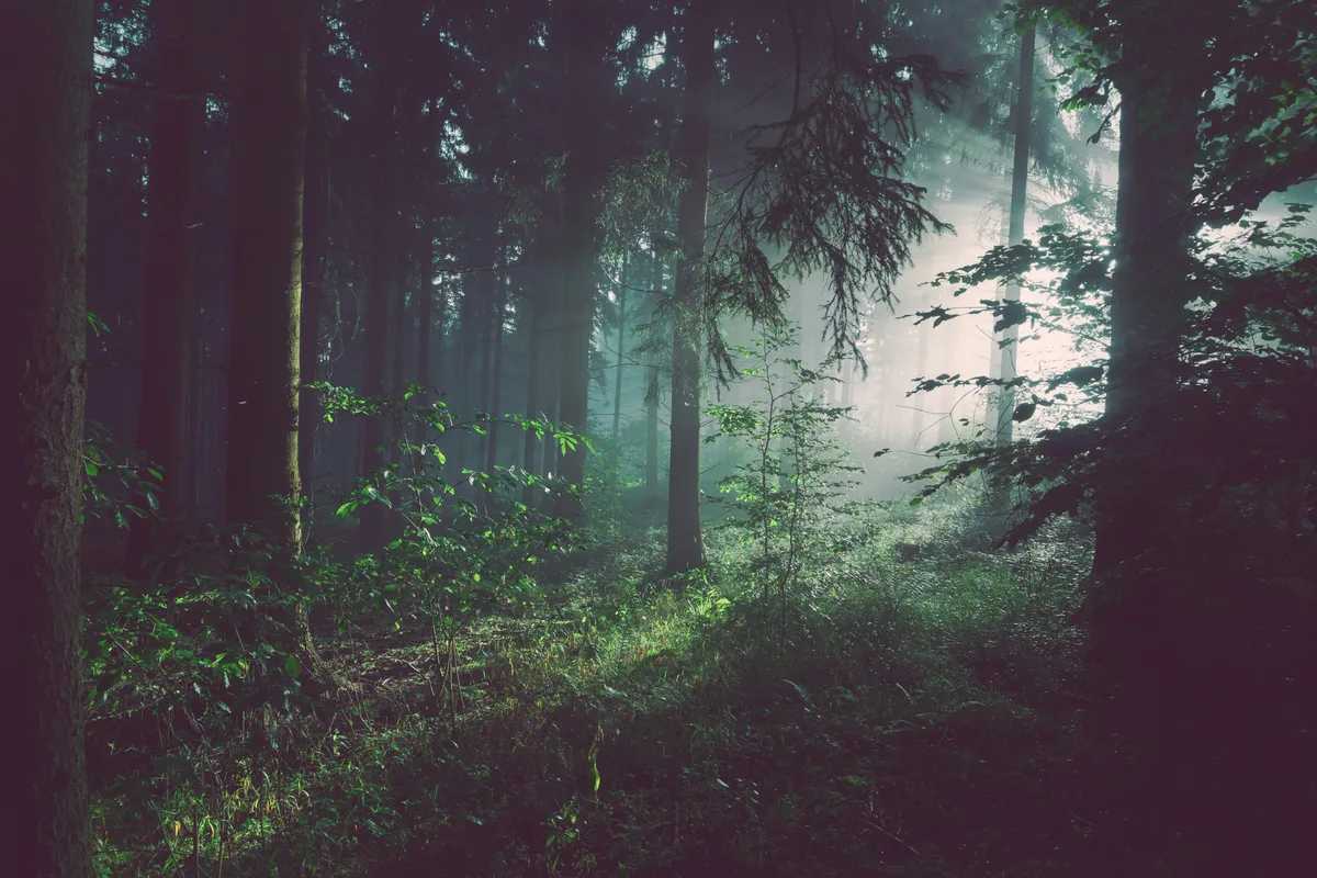 Unlocking the Potential of Healthcare Price Transparency for Employers: How to Avoid Missing the Forest for the Trees